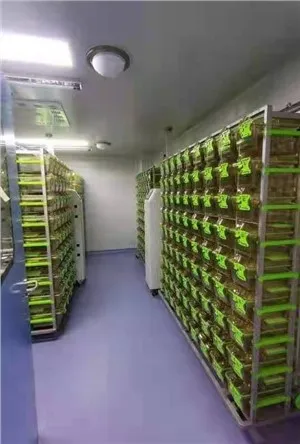 Biosafety (P2) Laboratory Construction